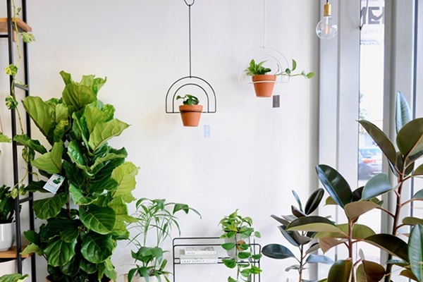 7 loại hoa đẹp hợp để phòng khách, hút tài lộc, không sớm thì muộn cũng giàu sang-5