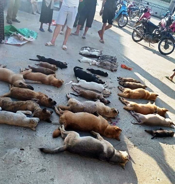 Chó mèo bị đánh bả chết la liệt” trong đêm, dân vây bắt đôi nam nữ thủ phạm-3