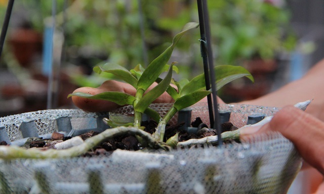 Mua 3 cây lan đột biến gene giá 32 tỷ, người thật việc thật ở Bình Phước-4