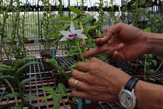 Mua 3 cây lan đột biến gene giá 32 tỷ, người thật việc thật ở Bình Phước-5