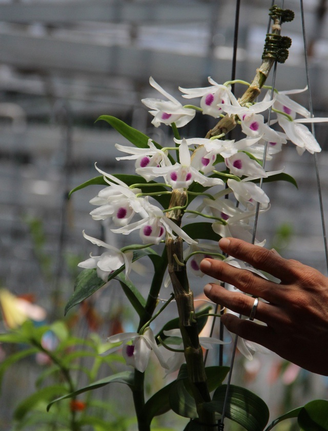 Mua 3 cây lan đột biến gene giá 32 tỷ, người thật việc thật ở Bình Phước-6
