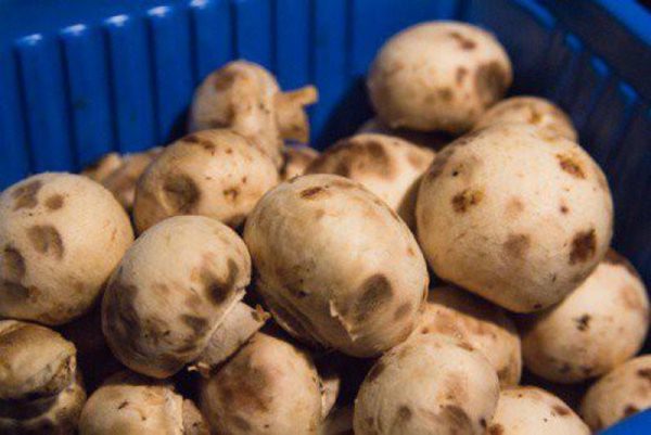 Mẹo chọn nấm tươi ngon, an toàn sức khỏe-3