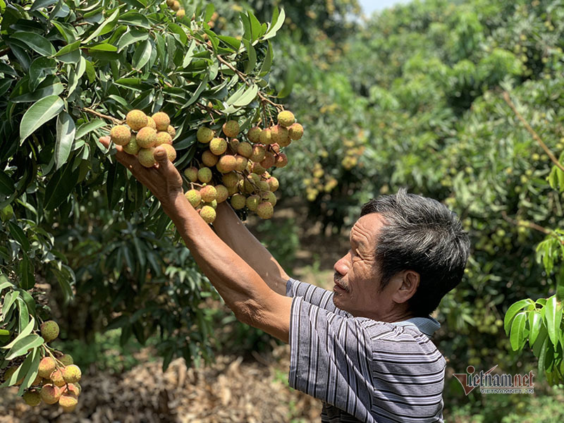 Mỗi năm 1 mùa trắng đêm, đại gia chân đất chia nhau đếm 4.000 tỷ-1