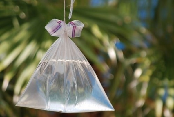 Mẹo đuổi ruồi đơn giản, hiệu quả chỉ bằng nguyên liệu tự nhiên-5