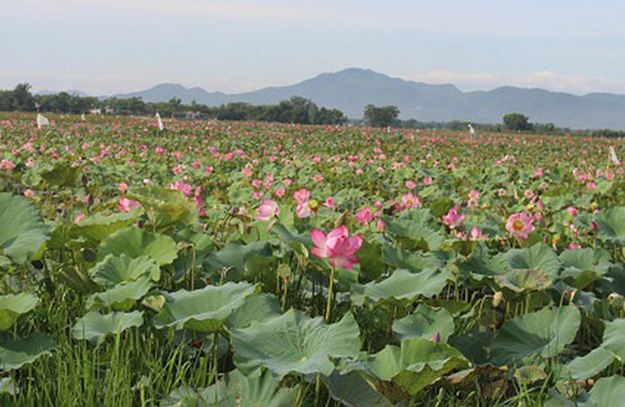 Cả làng trồng sen, chỉ bán hạt cũng lãi gấp đôi so với cấy lúa-1