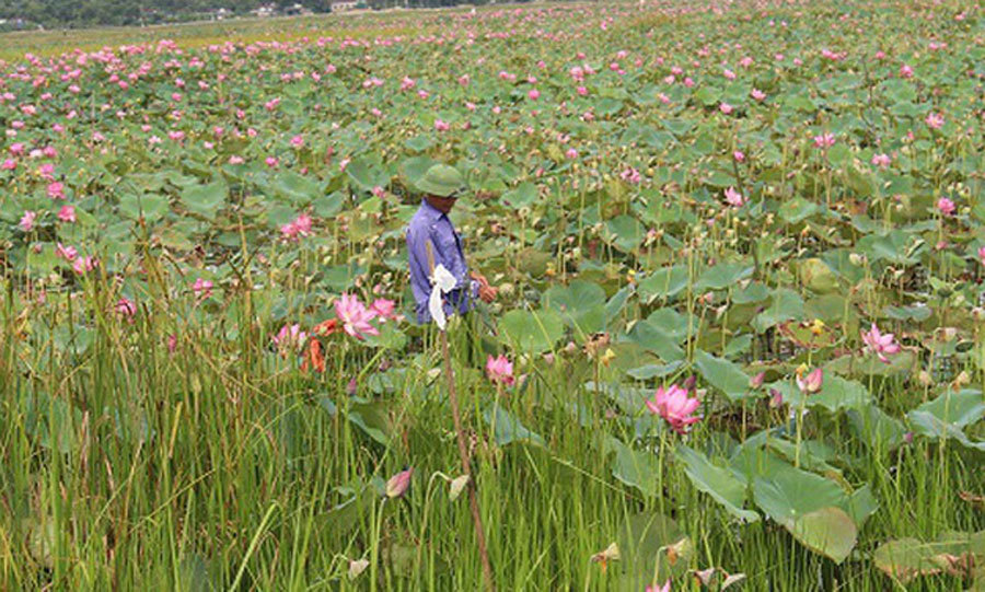 Cả làng trồng sen, chỉ bán hạt cũng lãi gấp đôi so với cấy lúa-2
