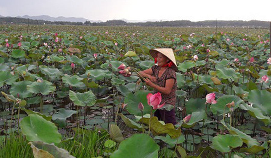 Cả làng trồng sen, chỉ bán hạt cũng lãi gấp đôi so với cấy lúa-3