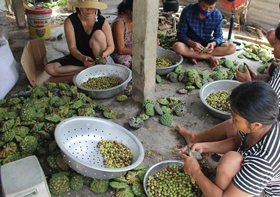 Cả làng trồng sen, chỉ bán hạt cũng lãi gấp đôi so với cấy lúa-4