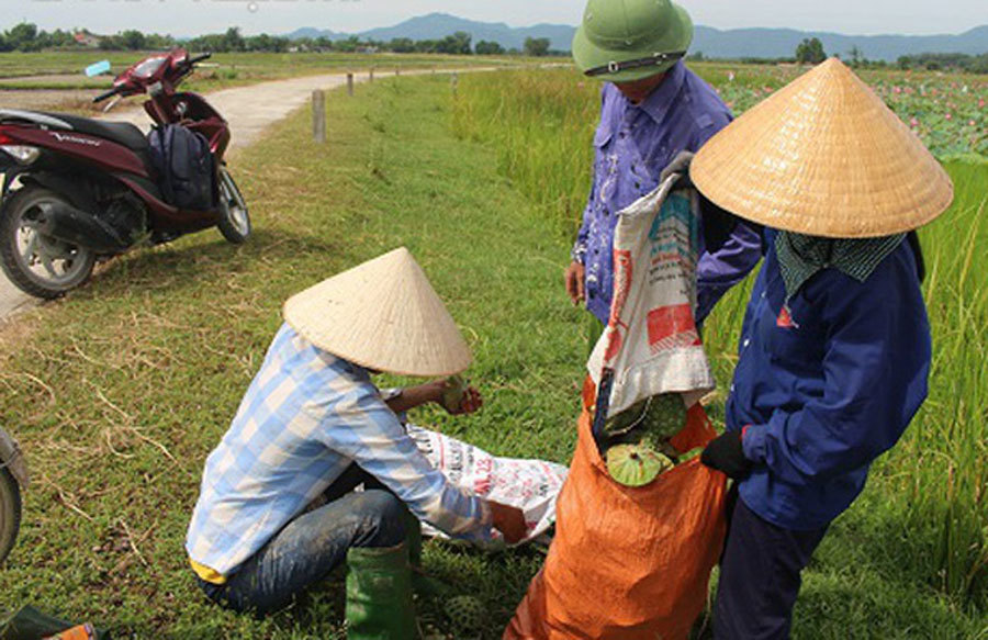 Cả làng trồng sen, chỉ bán hạt cũng lãi gấp đôi so với cấy lúa-7