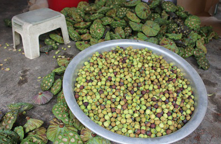 Cả làng trồng sen, chỉ bán hạt cũng lãi gấp đôi so với cấy lúa-8