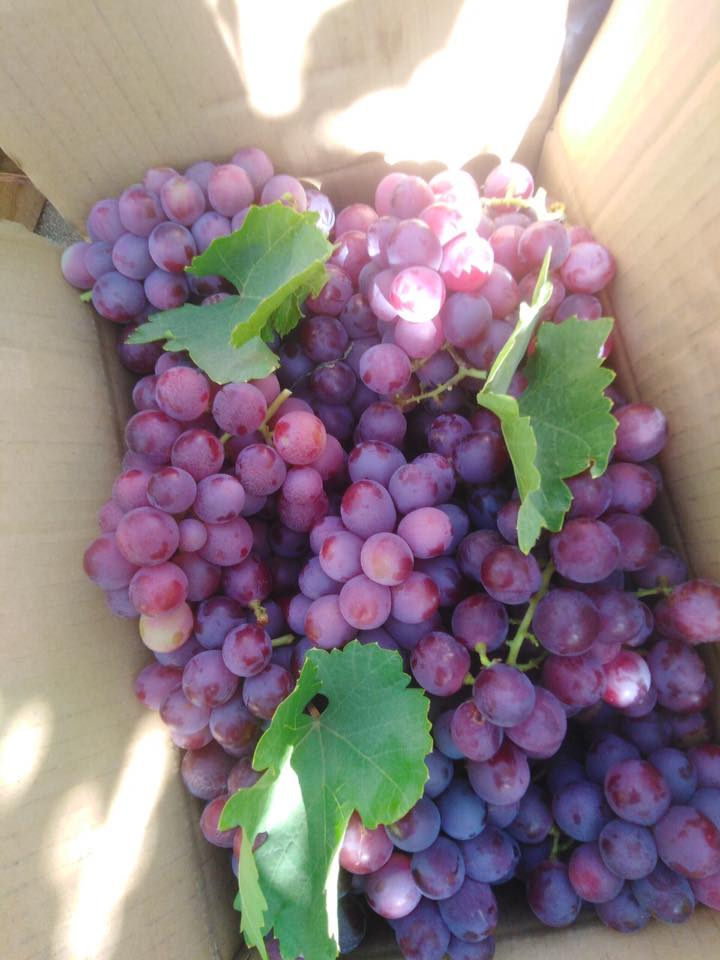 5 không khi mua nho tươi, đảm bảo luôn mua được nho ngọt sắc, không có hóa chất-1