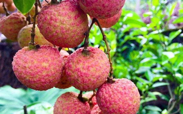 Vải nhiều dinh dưỡng nhưng dù thèm mấy những người này tuyệt đối không ăn kẻo hại mình-3