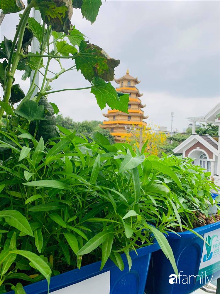 Sài Gòn: Mẹ đảm xây dựng cả một  trang trại trên không, đủ cả rau sạch, gà sạch đến hoa đẹp trên sân thượng của gia đình-3