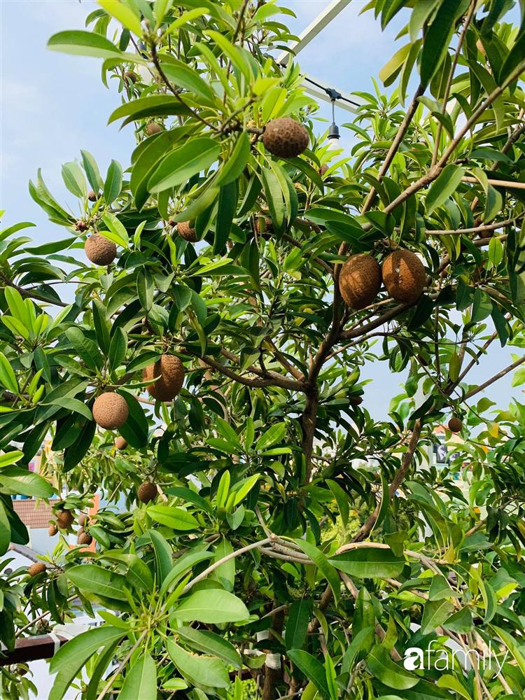 Sài Gòn: Mẹ đảm xây dựng cả một  trang trại trên không, đủ cả rau sạch, gà sạch đến hoa đẹp trên sân thượng của gia đình-5