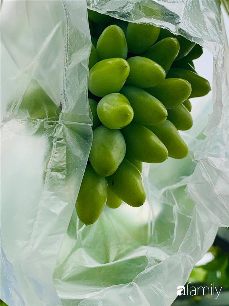 Sài Gòn: Mẹ đảm xây dựng cả một  trang trại trên không, đủ cả rau sạch, gà sạch đến hoa đẹp trên sân thượng của gia đình-11