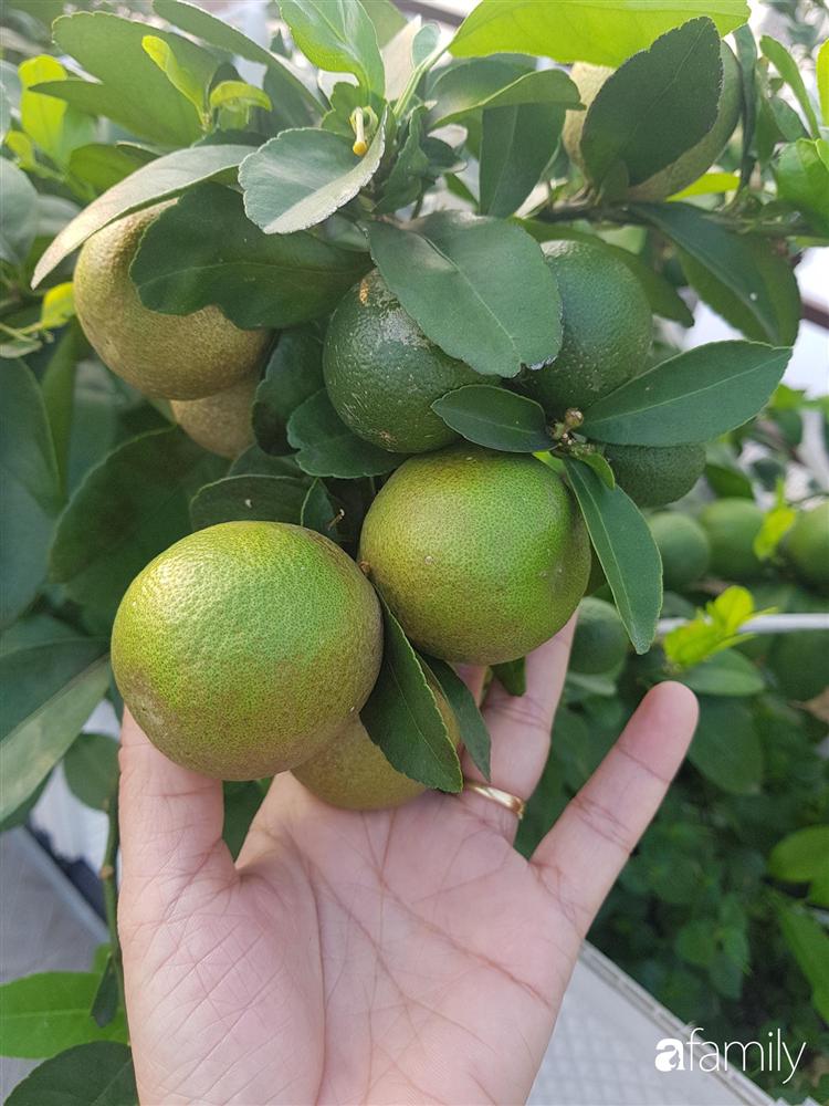 Sài Gòn: Mẹ đảm xây dựng cả một  trang trại trên không, đủ cả rau sạch, gà sạch đến hoa đẹp trên sân thượng của gia đình-14