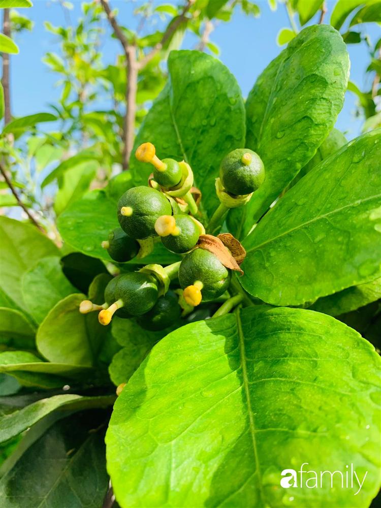 Sài Gòn: Mẹ đảm xây dựng cả một  trang trại trên không, đủ cả rau sạch, gà sạch đến hoa đẹp trên sân thượng của gia đình-16