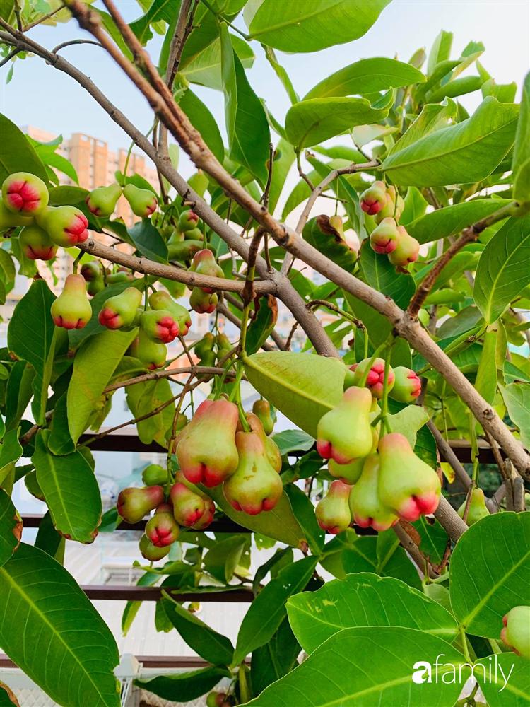Sài Gòn: Mẹ đảm xây dựng cả một  trang trại trên không, đủ cả rau sạch, gà sạch đến hoa đẹp trên sân thượng của gia đình-17