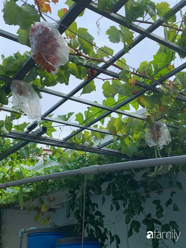 Sài Gòn: Mẹ đảm xây dựng cả một  trang trại trên không, đủ cả rau sạch, gà sạch đến hoa đẹp trên sân thượng của gia đình-18