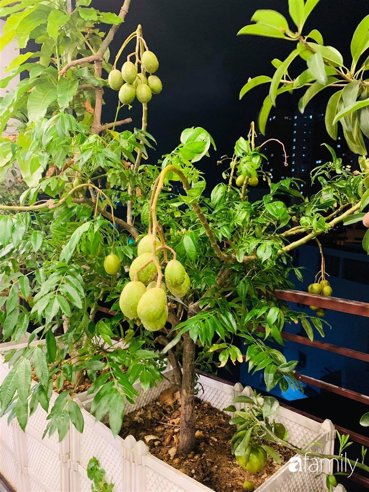 Sài Gòn: Mẹ đảm xây dựng cả một  trang trại trên không, đủ cả rau sạch, gà sạch đến hoa đẹp trên sân thượng của gia đình-20
