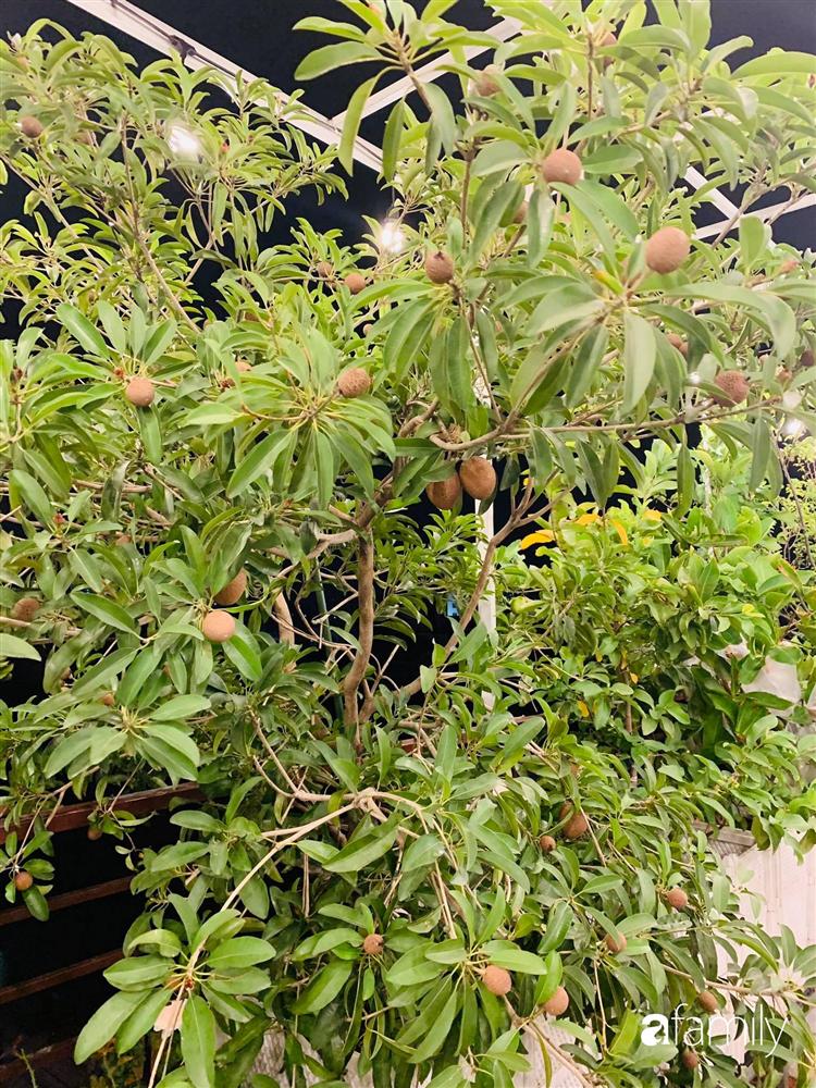 Sài Gòn: Mẹ đảm xây dựng cả một  trang trại trên không, đủ cả rau sạch, gà sạch đến hoa đẹp trên sân thượng của gia đình-21
