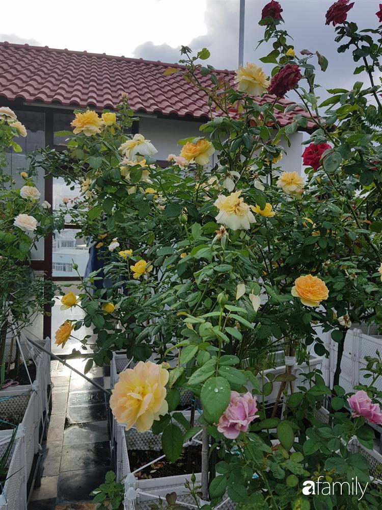 Sài Gòn: Mẹ đảm xây dựng cả một  trang trại trên không, đủ cả rau sạch, gà sạch đến hoa đẹp trên sân thượng của gia đình-23