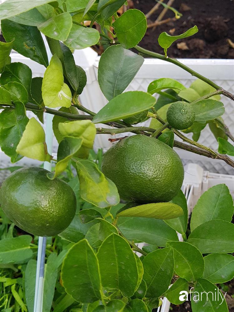 Sài Gòn: Mẹ đảm xây dựng cả một  trang trại trên không, đủ cả rau sạch, gà sạch đến hoa đẹp trên sân thượng của gia đình-25