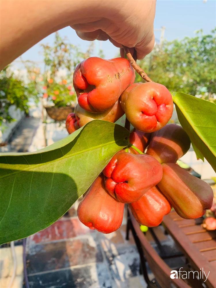 Sài Gòn: Mẹ đảm xây dựng cả một  trang trại trên không, đủ cả rau sạch, gà sạch đến hoa đẹp trên sân thượng của gia đình-27