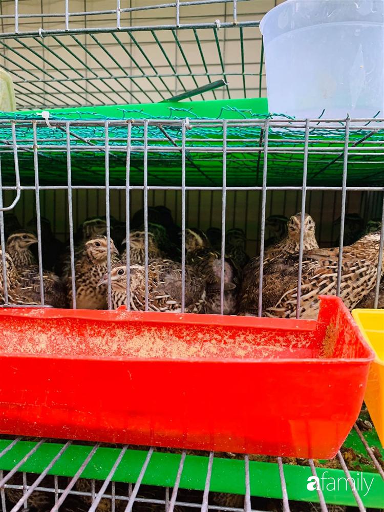 Sài Gòn: Mẹ đảm xây dựng cả một  trang trại trên không, đủ cả rau sạch, gà sạch đến hoa đẹp trên sân thượng của gia đình-31