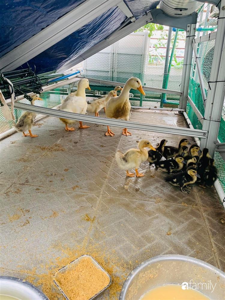 Sài Gòn: Mẹ đảm xây dựng cả một  trang trại trên không, đủ cả rau sạch, gà sạch đến hoa đẹp trên sân thượng của gia đình-32