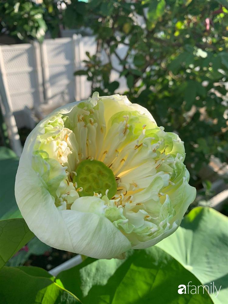 Sài Gòn: Mẹ đảm xây dựng cả một  trang trại trên không, đủ cả rau sạch, gà sạch đến hoa đẹp trên sân thượng của gia đình-33