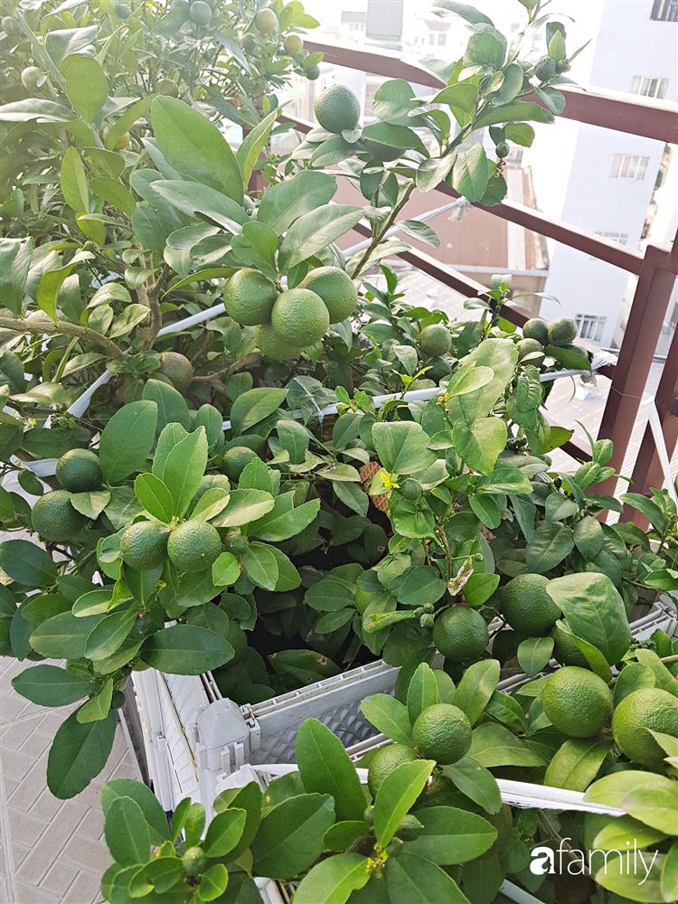 Sài Gòn: Mẹ đảm xây dựng cả một  trang trại trên không, đủ cả rau sạch, gà sạch đến hoa đẹp trên sân thượng của gia đình-34
