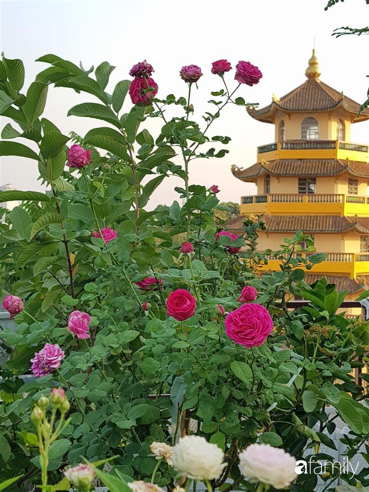 Sài Gòn: Mẹ đảm xây dựng cả một  trang trại trên không, đủ cả rau sạch, gà sạch đến hoa đẹp trên sân thượng của gia đình-35