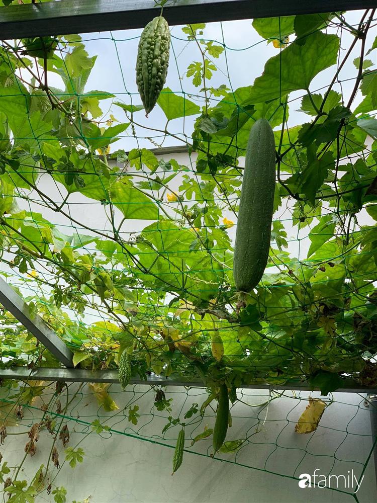 Sài Gòn: Mẹ đảm xây dựng cả một  trang trại trên không, đủ cả rau sạch, gà sạch đến hoa đẹp trên sân thượng của gia đình-36