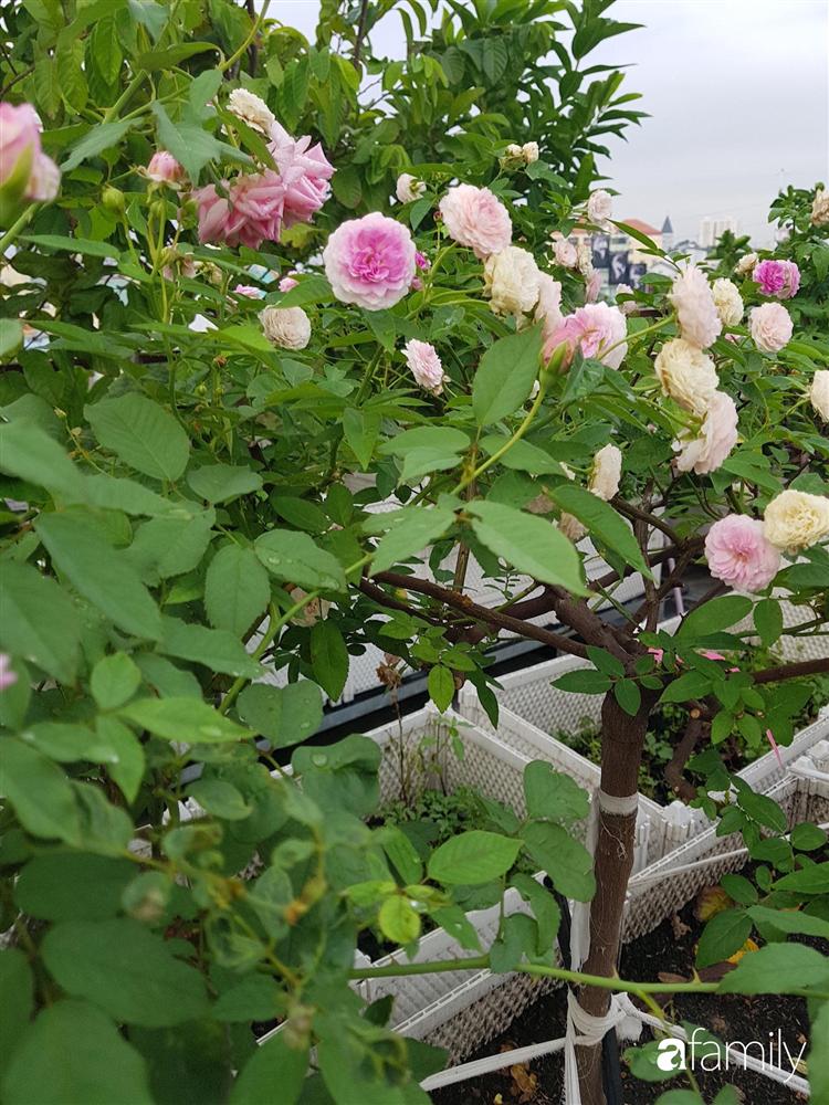 Sài Gòn: Mẹ đảm xây dựng cả một  trang trại trên không, đủ cả rau sạch, gà sạch đến hoa đẹp trên sân thượng của gia đình-37