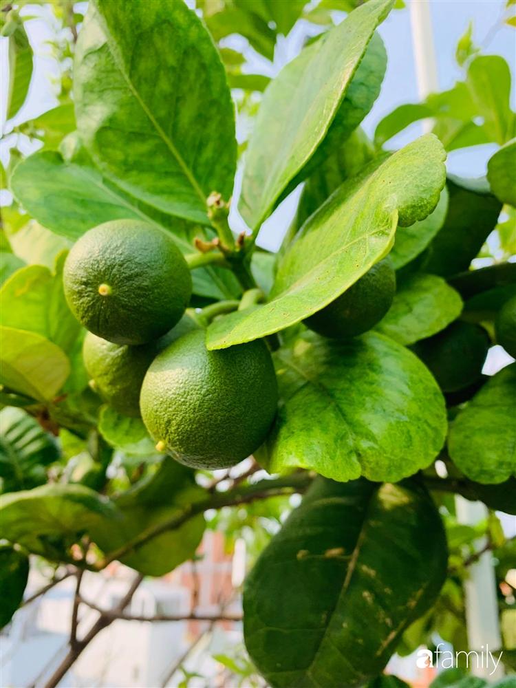 Sài Gòn: Mẹ đảm xây dựng cả một  trang trại trên không, đủ cả rau sạch, gà sạch đến hoa đẹp trên sân thượng của gia đình-40