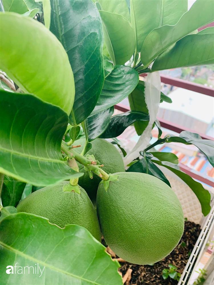 Sài Gòn: Mẹ đảm xây dựng cả một  trang trại trên không, đủ cả rau sạch, gà sạch đến hoa đẹp trên sân thượng của gia đình-42