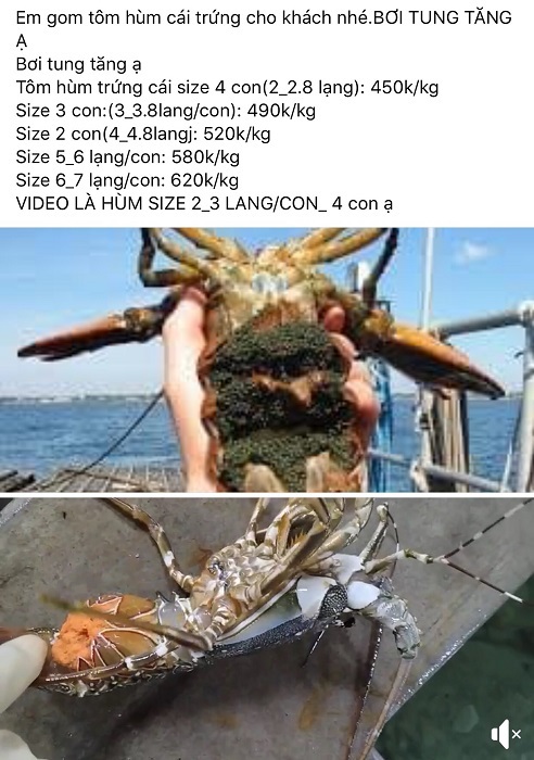 Tôm hùm ôm trứng giá 450 ngàn/kg đổ bộ Hà Nội: Rẻ chưa từng có-3