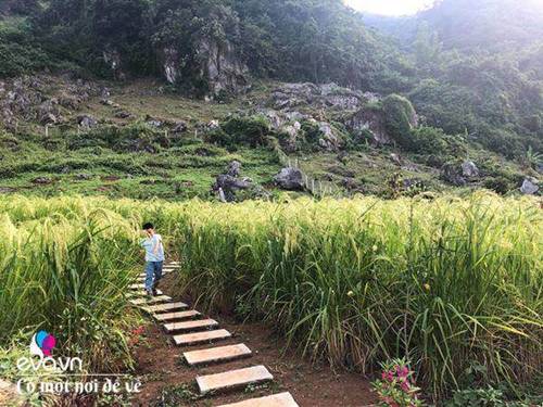 Bỏ phố lên rừng”, vợ chồng 8X đến Mộc Châu dựng nhà sàn, trồng lúa nương trong vườn 5000m²-8