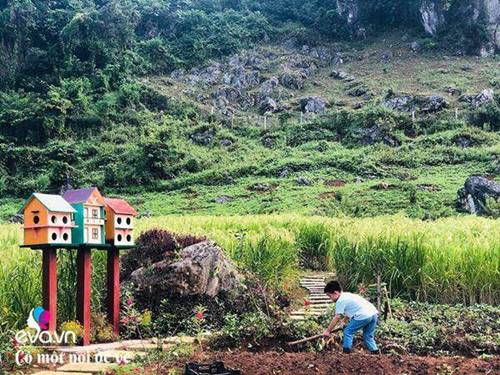 Bỏ phố lên rừng”, vợ chồng 8X đến Mộc Châu dựng nhà sàn, trồng lúa nương trong vườn 5000m²-10