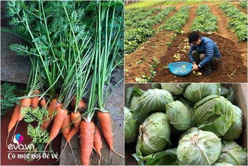 Bỏ phố lên rừng”, vợ chồng 8X đến Mộc Châu dựng nhà sàn, trồng lúa nương trong vườn 5000m²-11