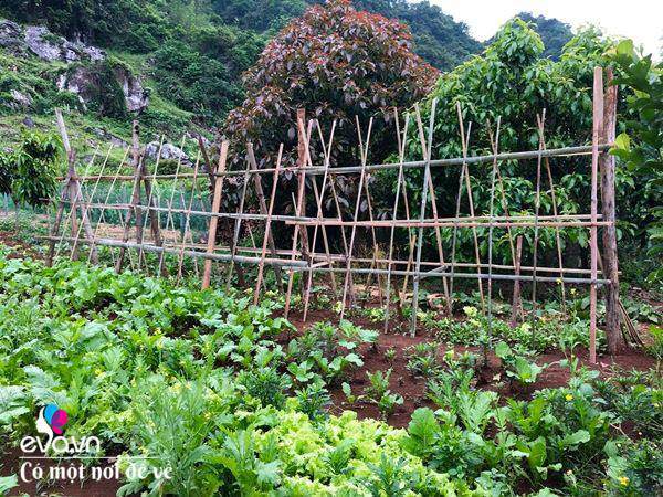 Bỏ phố lên rừng”, vợ chồng 8X đến Mộc Châu dựng nhà sàn, trồng lúa nương trong vườn 5000m²-13