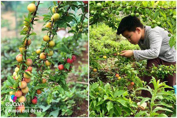 Bỏ phố lên rừng”, vợ chồng 8X đến Mộc Châu dựng nhà sàn, trồng lúa nương trong vườn 5000m²-14