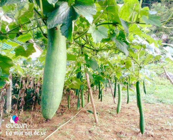 Bỏ phố lên rừng”, vợ chồng 8X đến Mộc Châu dựng nhà sàn, trồng lúa nương trong vườn 5000m²-15