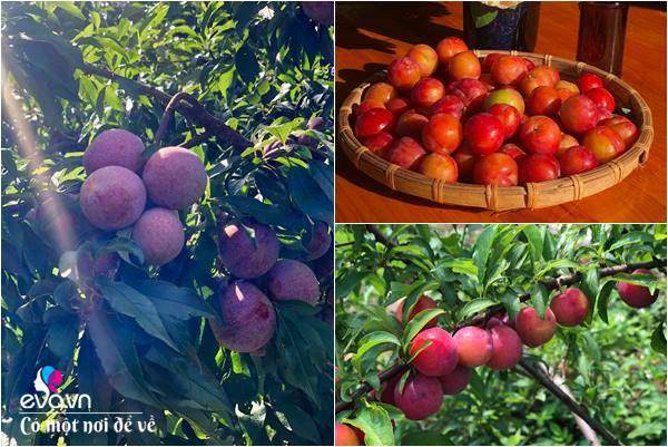 Bỏ phố lên rừng”, vợ chồng 8X đến Mộc Châu dựng nhà sàn, trồng lúa nương trong vườn 5000m²-16