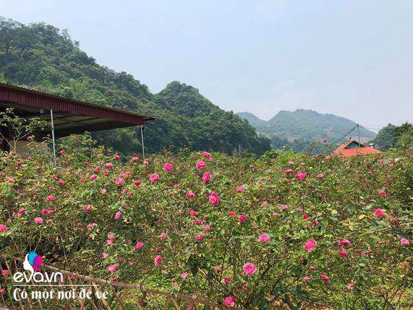 Bỏ phố lên rừng”, vợ chồng 8X đến Mộc Châu dựng nhà sàn, trồng lúa nương trong vườn 5000m²-17