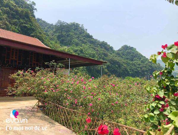 Bỏ phố lên rừng”, vợ chồng 8X đến Mộc Châu dựng nhà sàn, trồng lúa nương trong vườn 5000m²-18