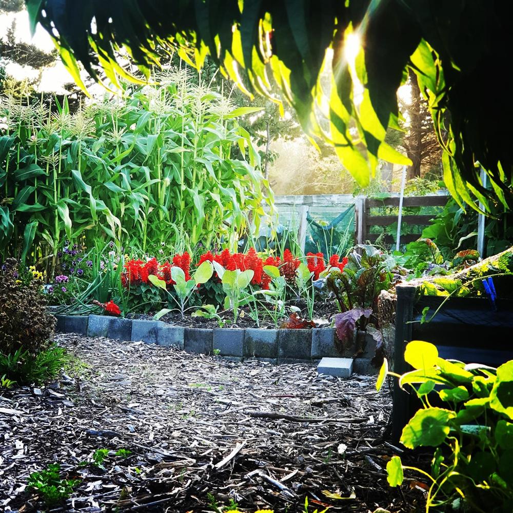 Khu vườn 225m² trồng toàn rau hữu cơ xanh tốt nhờ bí quyết dễ làm của bà mẹ trẻ đảm đang-2