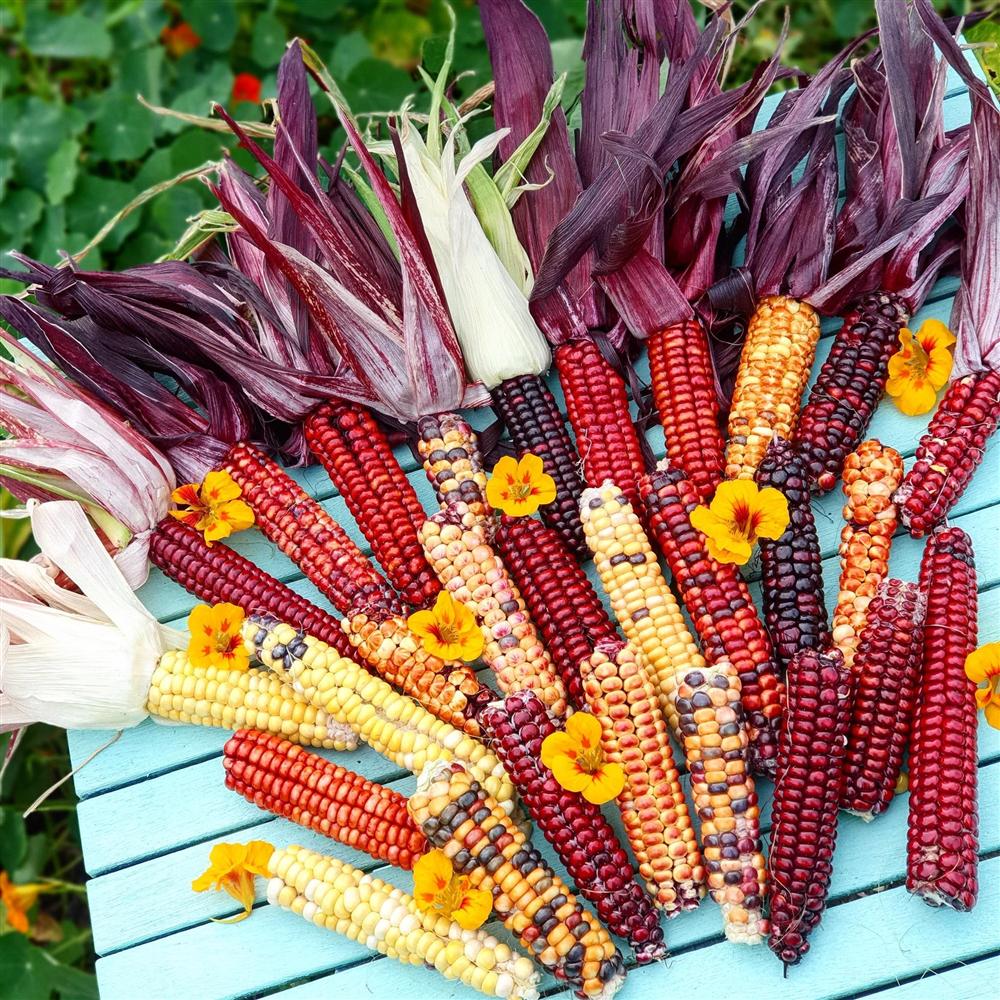 Khu vườn 225m² trồng toàn rau hữu cơ xanh tốt nhờ bí quyết dễ làm của bà mẹ trẻ đảm đang-3