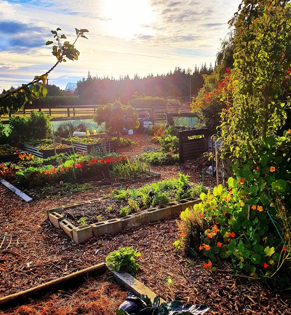 Khu vườn 225m² trồng toàn rau hữu cơ xanh tốt nhờ bí quyết dễ làm của bà mẹ trẻ đảm đang-1